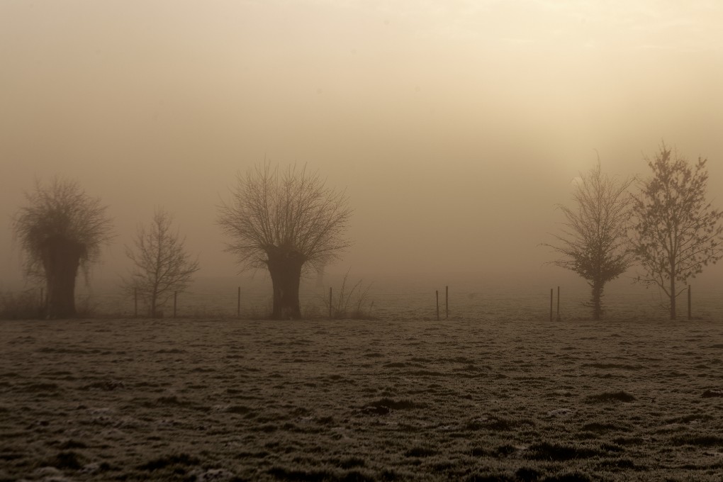 Winter trees silhouettes
